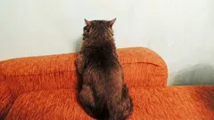 Nečakajte, kým mačka „nadviaže kontakt“ — vytvorte podmienky, aby sama chcela