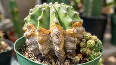 Ako zachrániť kaktus pred hnilobou: príznaky, príčiny a správny režim