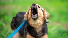 Tajomstvo pokojných stretnutí s inými psami: čo robia profesionáli